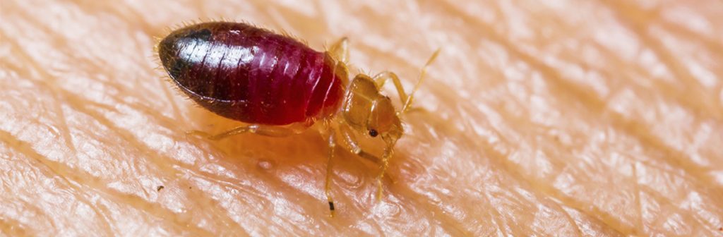 Comment Détruire Des Gibbium Insectes Dans Un Appartement